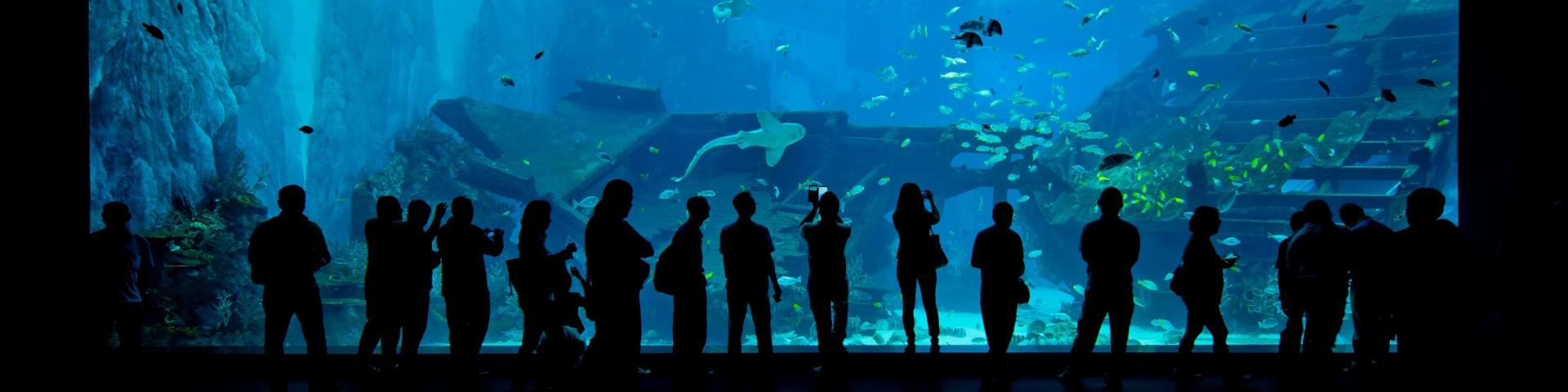 Wizyta w S.E.A Aquarium 